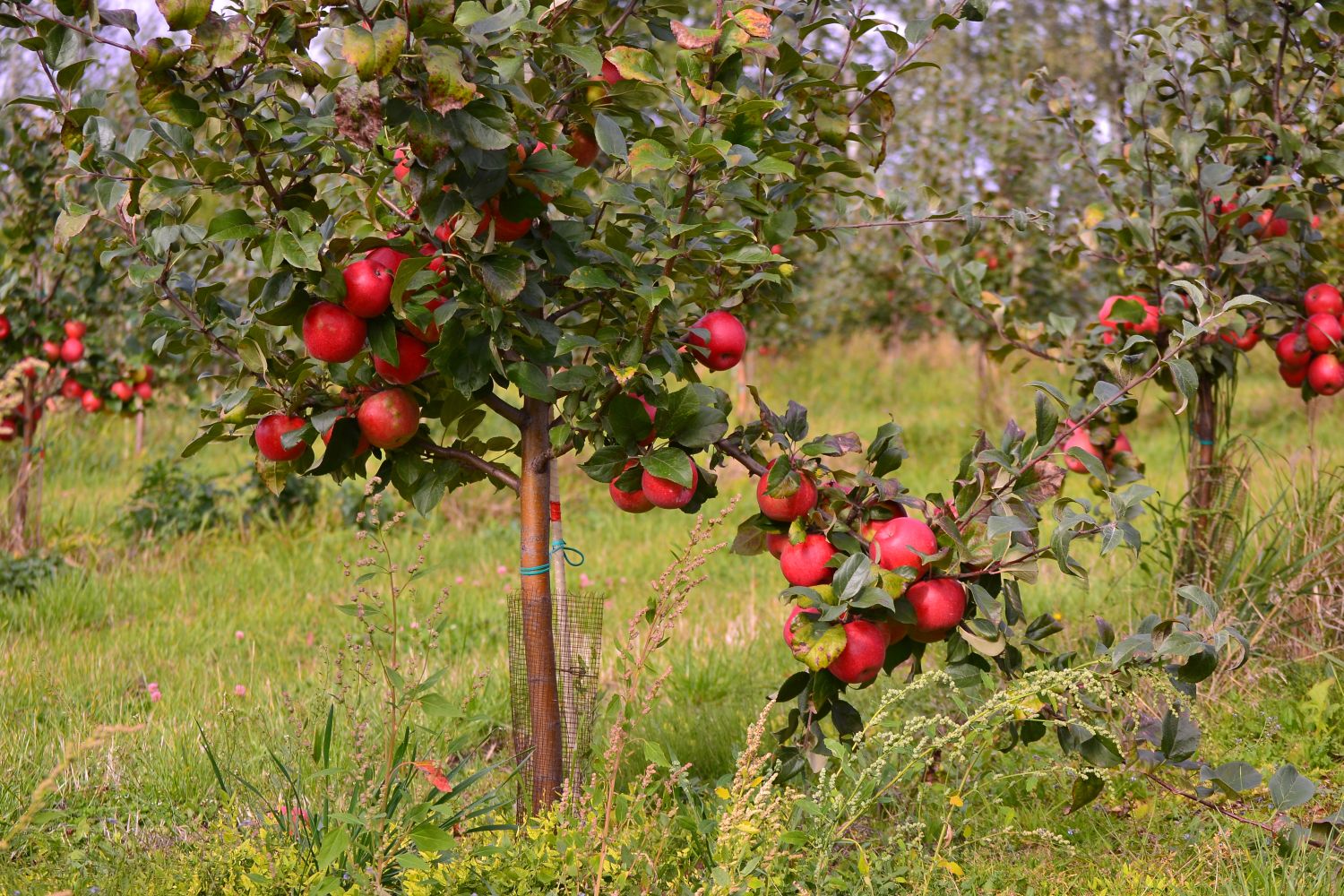 Liberty Apple Tree