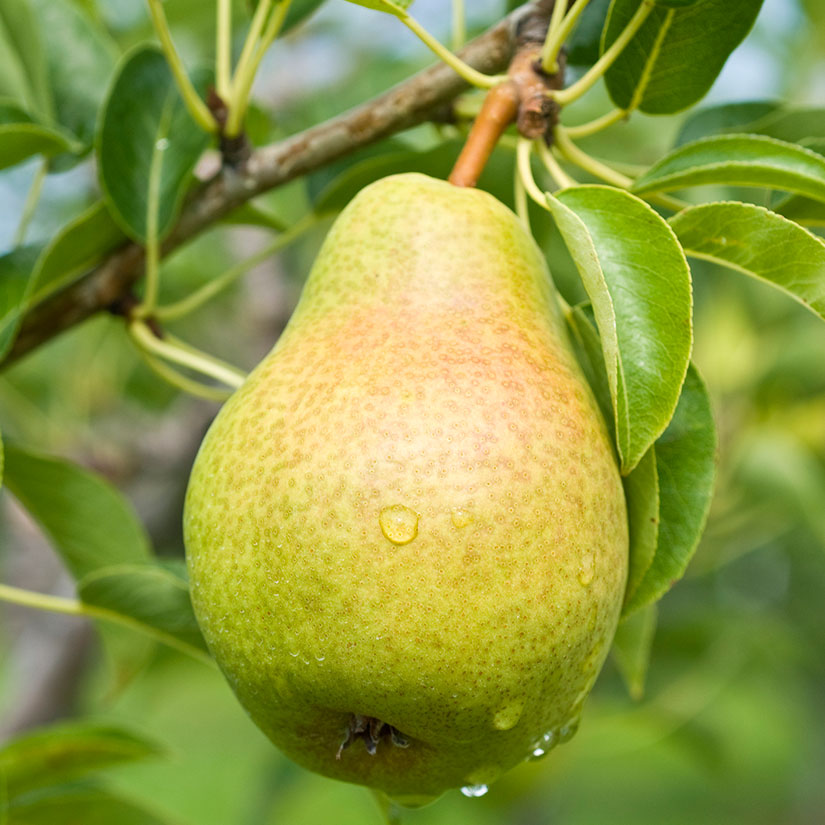 Bartlett Pear